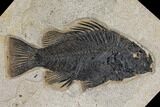 Priscacara & Diplomystus Fossil Fish Plate - Wyoming #151607-1